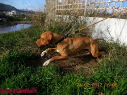 Photo of the dog