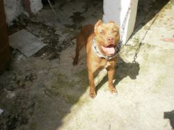 Photo of the dog