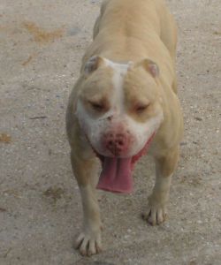 Photo of the dog