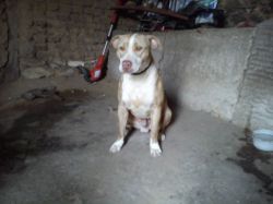 Photo of the dog