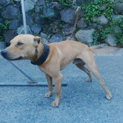 Photo of the dog