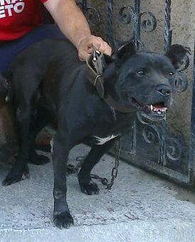 Photo of the dog