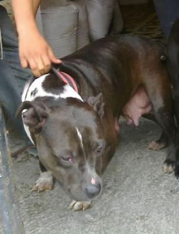 Photo of the dog