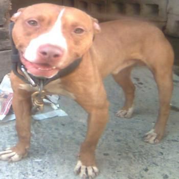 Photo of the dog