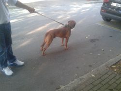 Photo of the dog