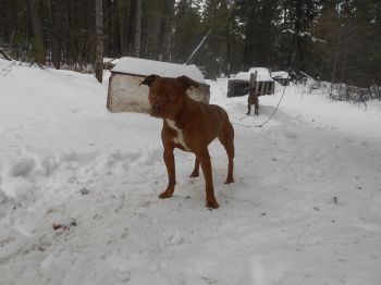 Photo of the dog