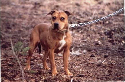 Photo of the dog