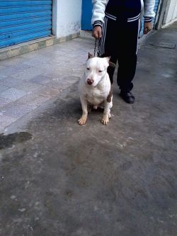 Photo of the dog