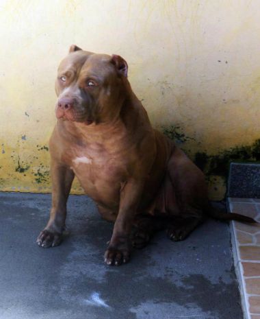 Photo of the dog