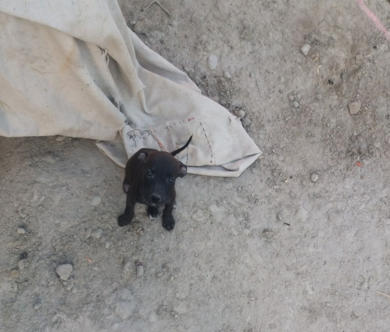 Photo of the dog