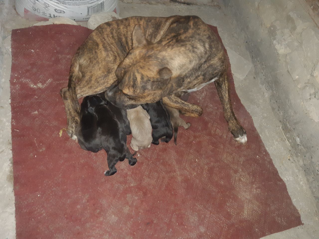 Photo of the dog