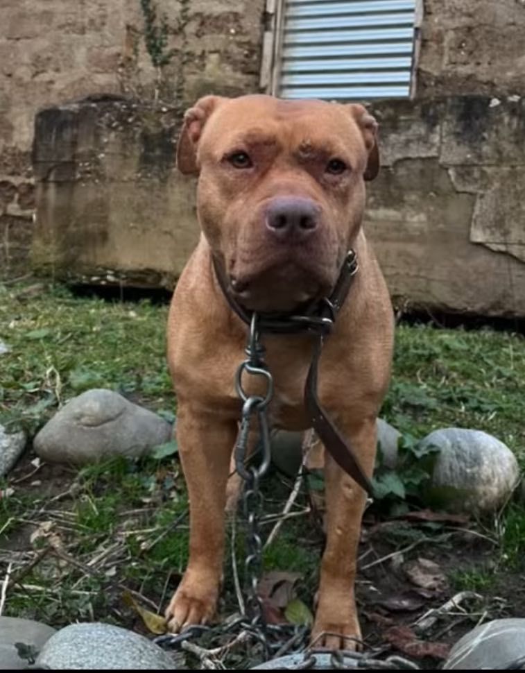 Photo of the dog