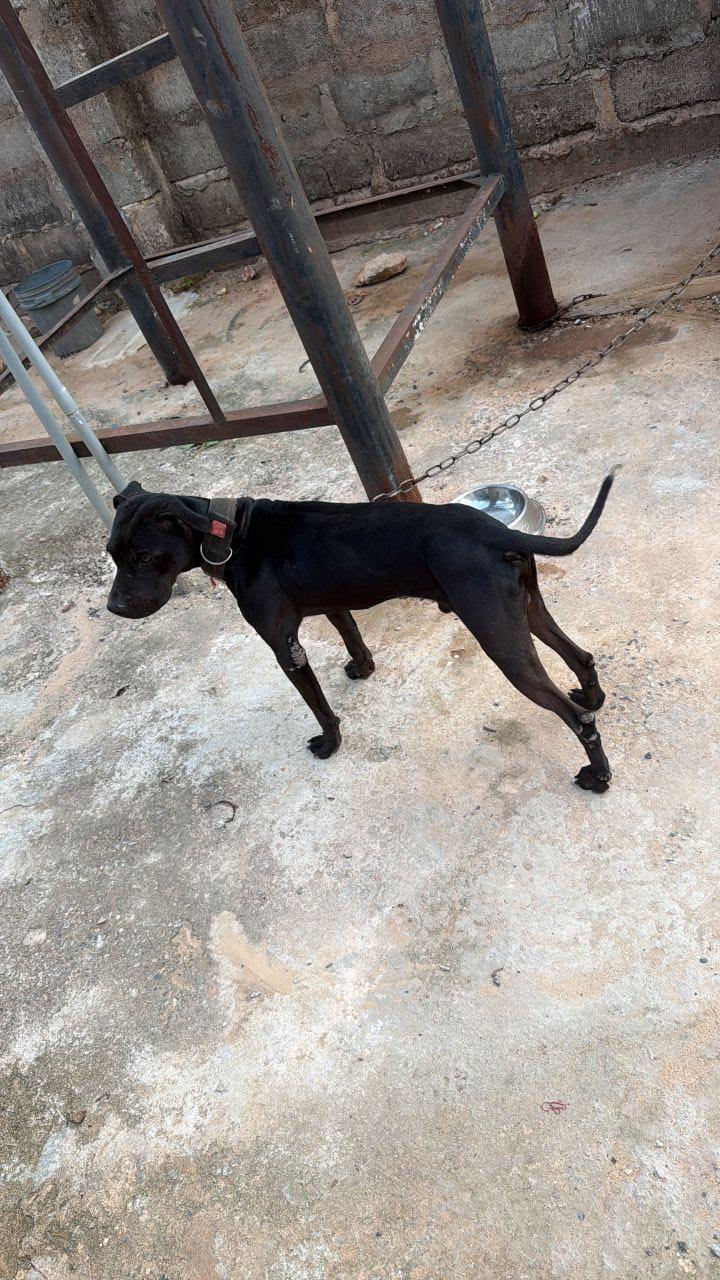 Photo of the dog