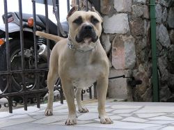 Photo of the dog