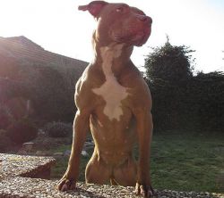 Photo of the dog
