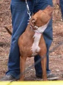 Photo of the dog