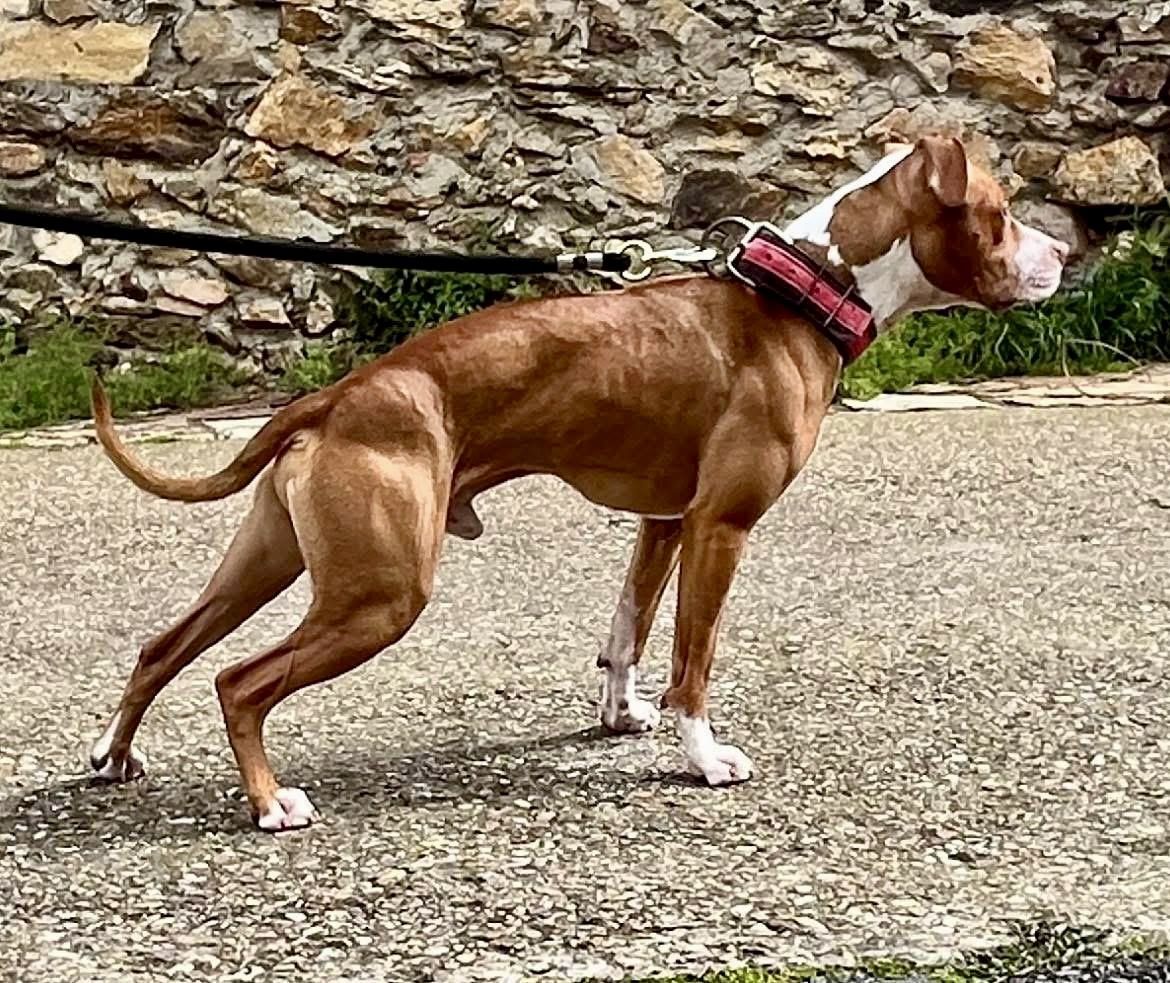 Photo of the dog