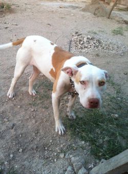 Photo of the dog