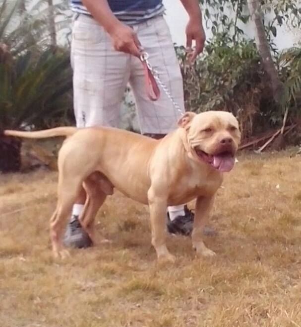 Photo of the dog