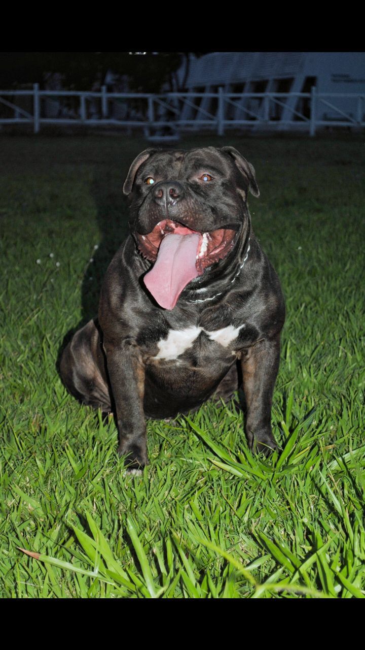 Photo of the dog