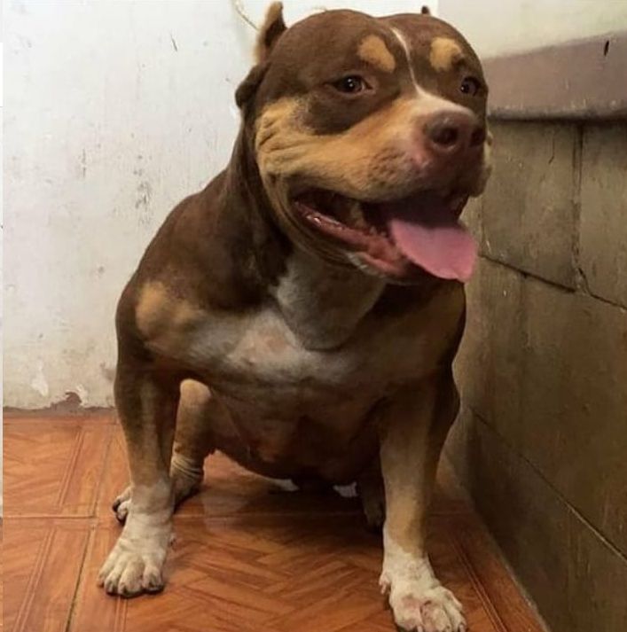 Photo of the dog