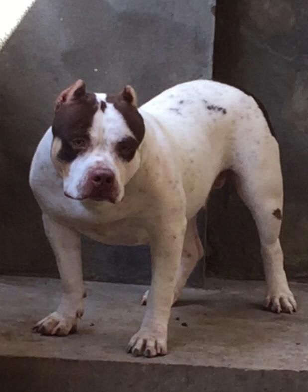Photo of the dog