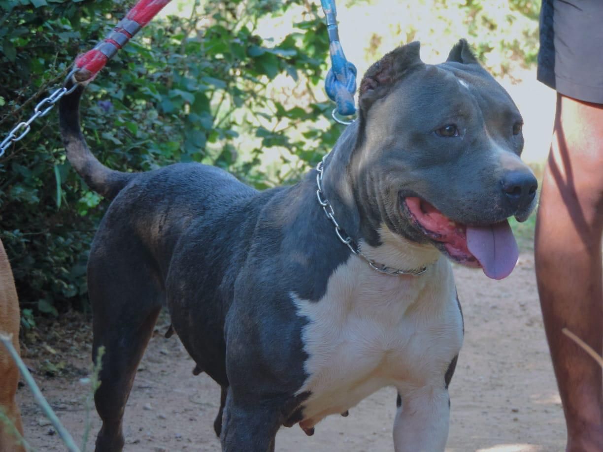Photo of the dog