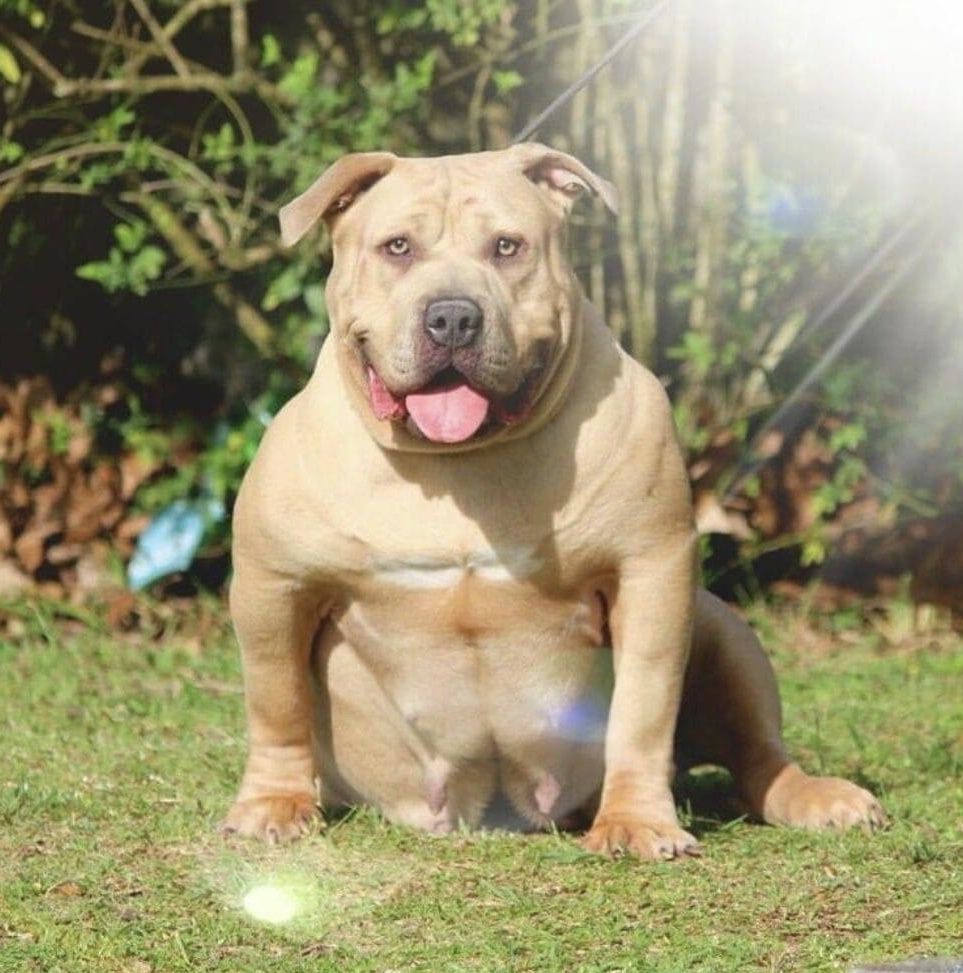 Photo of the dog