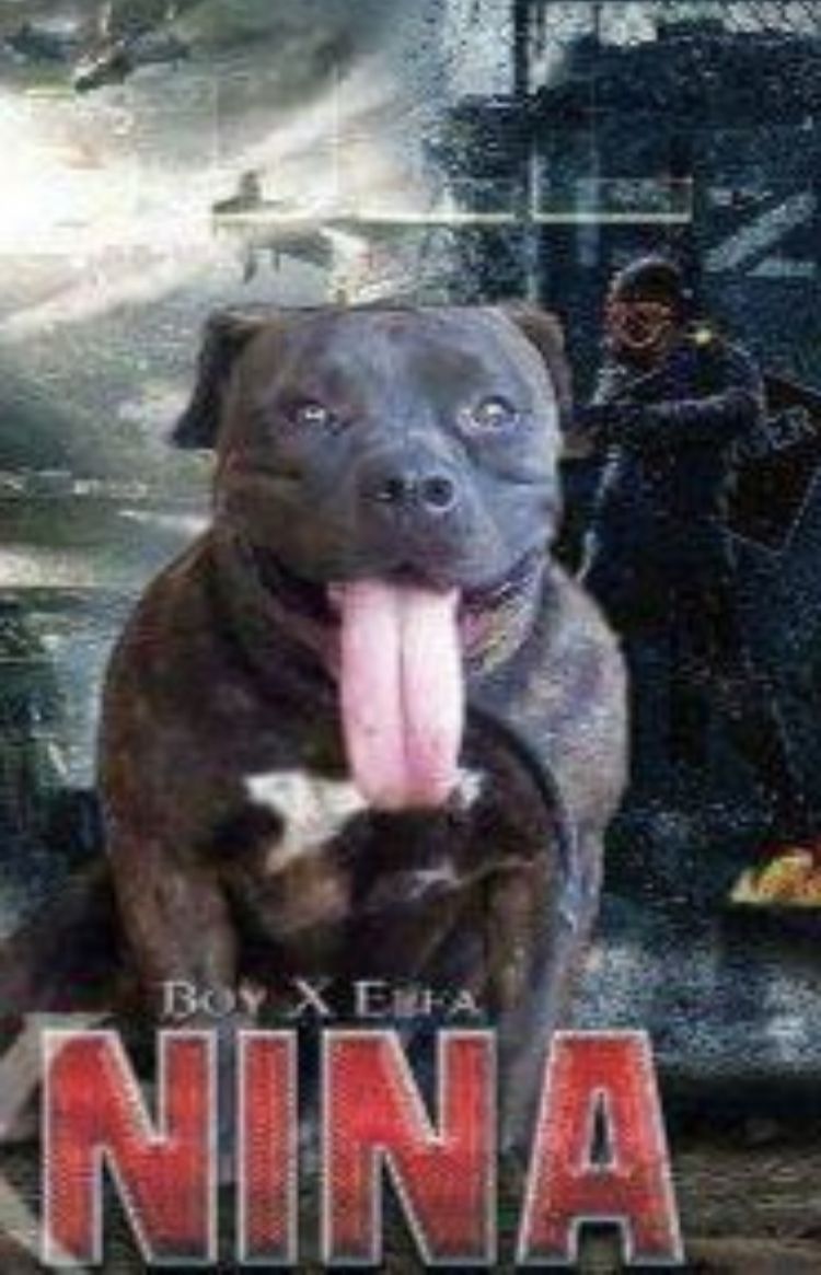 Photo of the dog