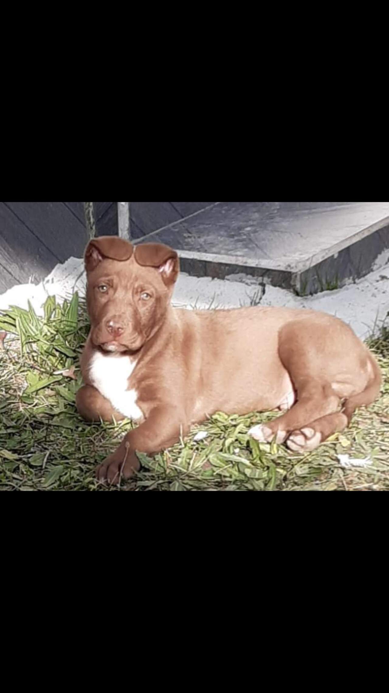 Photo of the dog
