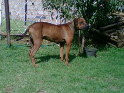 Photo of the dog
