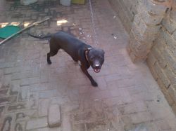 Photo of the dog
