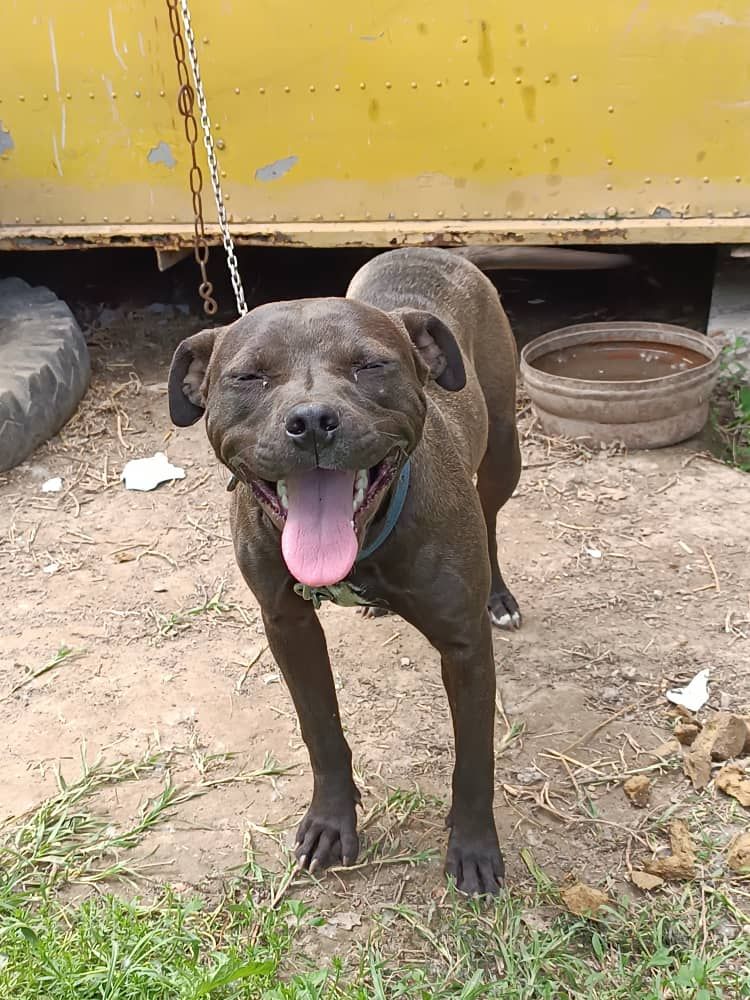Photo of the dog