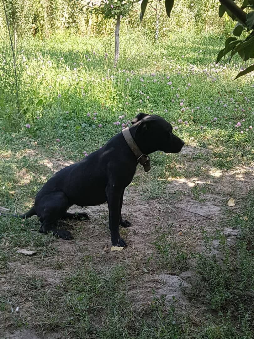 Photo of the dog