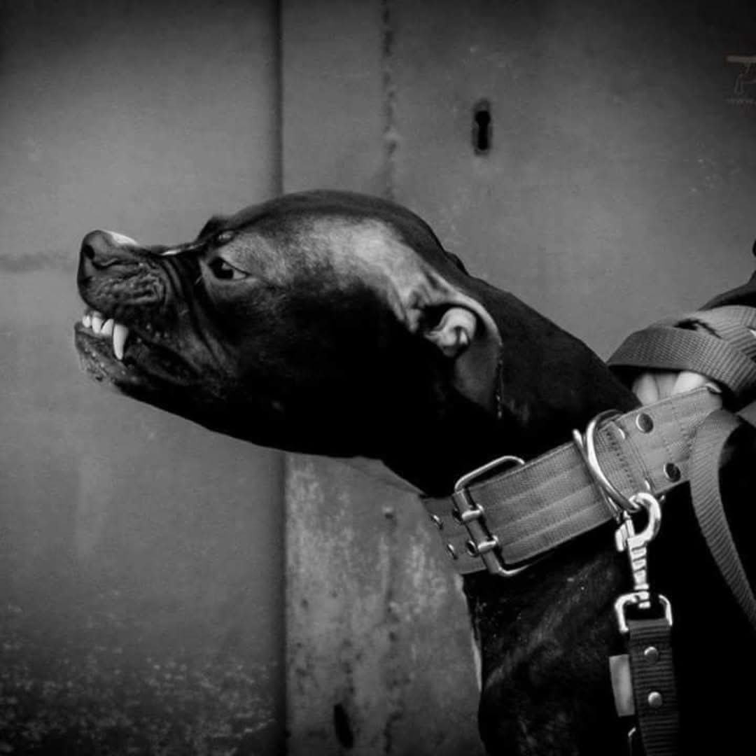 Photo of the dog