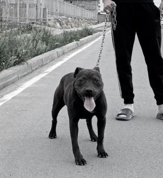 Photo of the dog