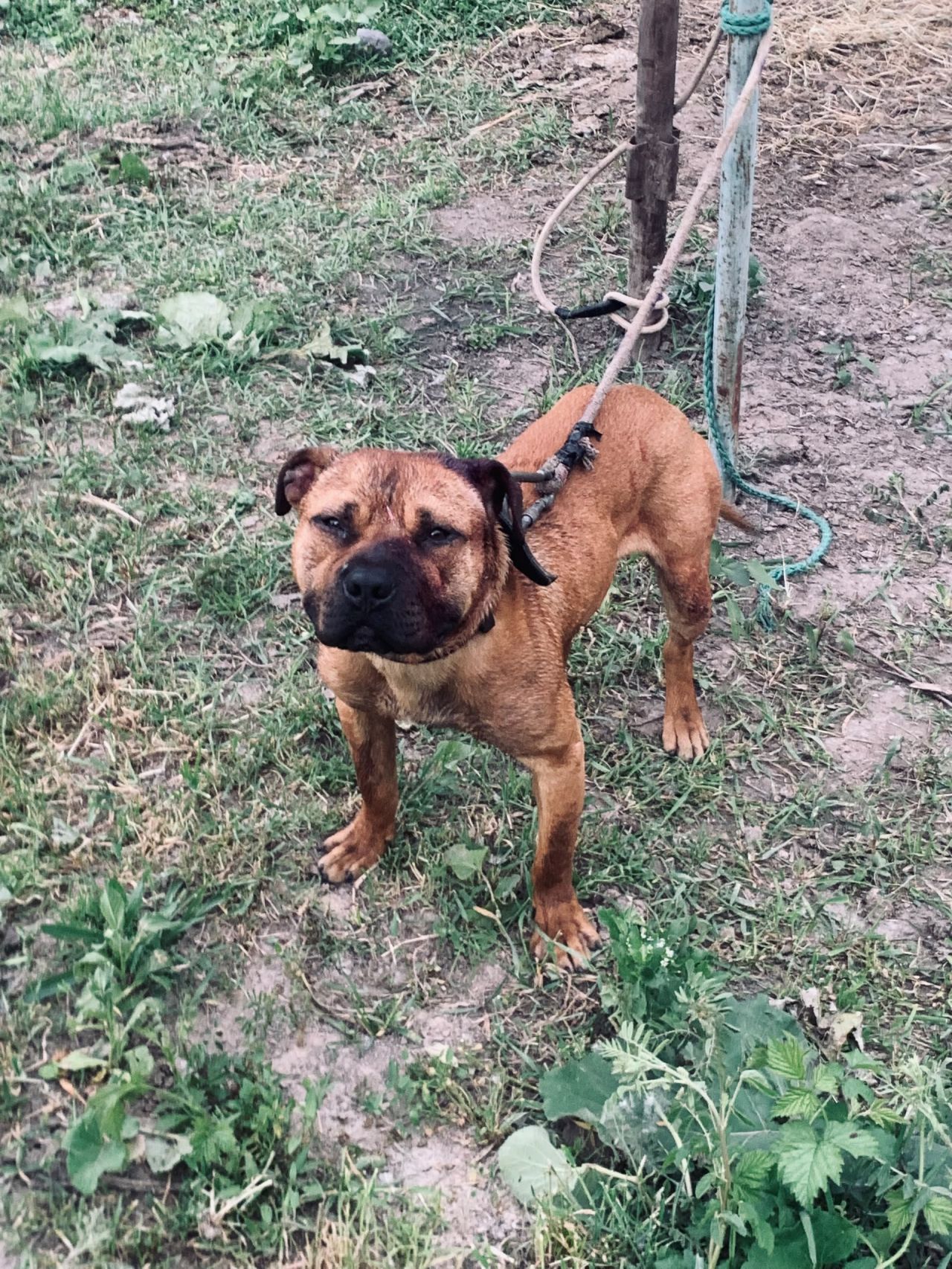 Photo of the dog