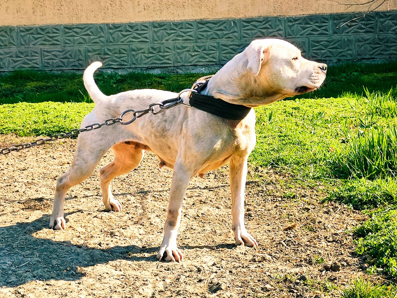 Photo of the dog