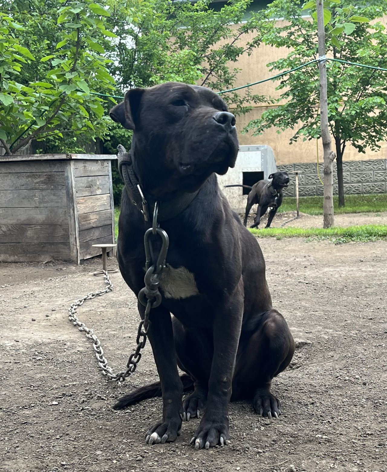 Photo of the dog
