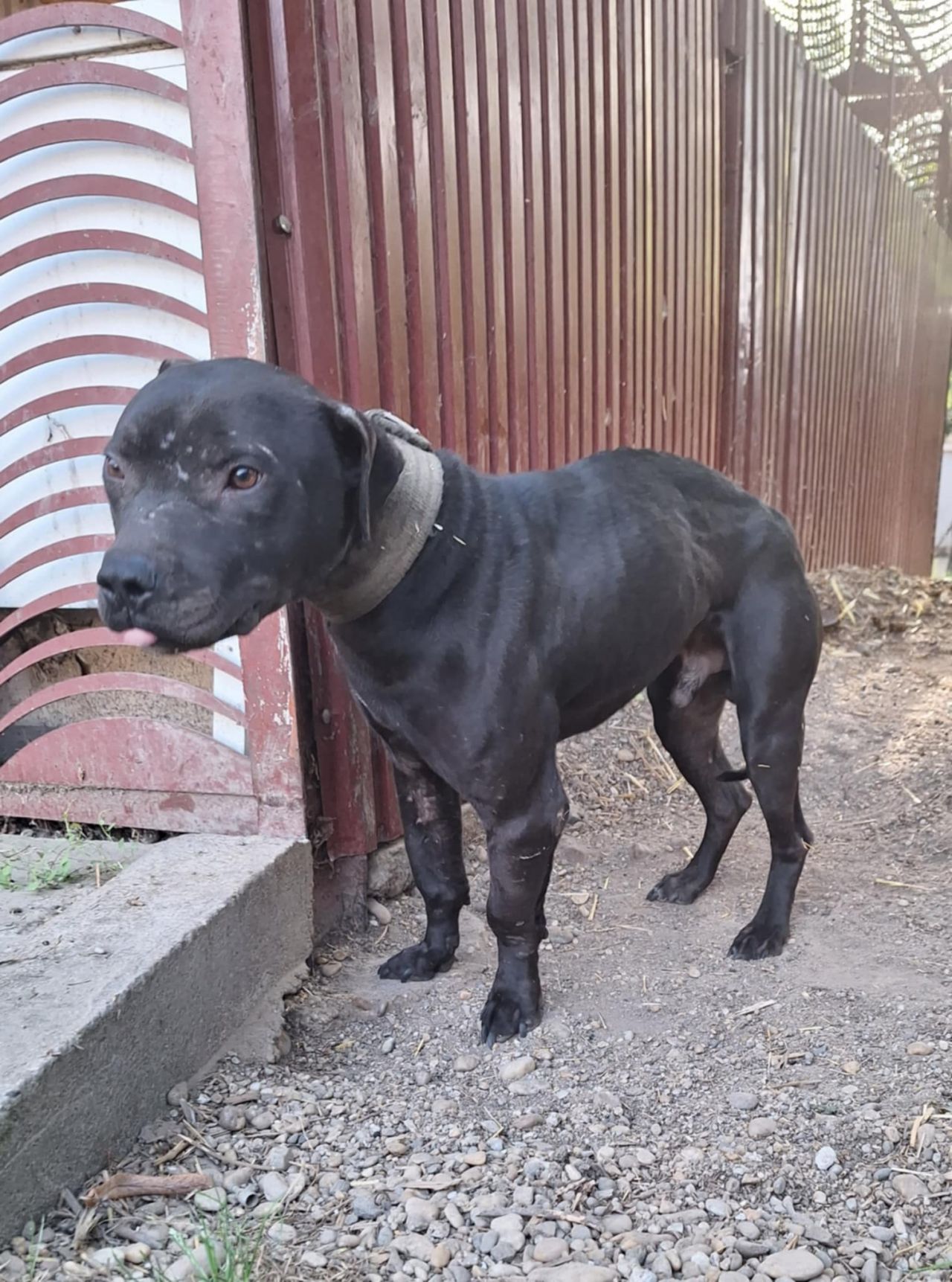 Photo of the dog