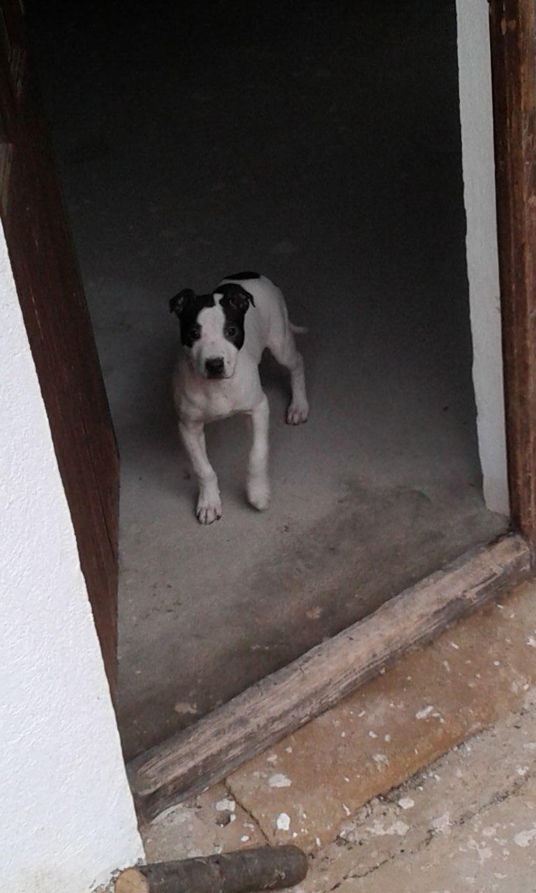 Photo of the dog
