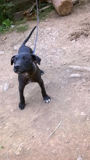 Photo of the dog