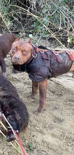 Photo of the dog