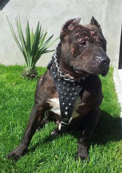 Photo of the dog