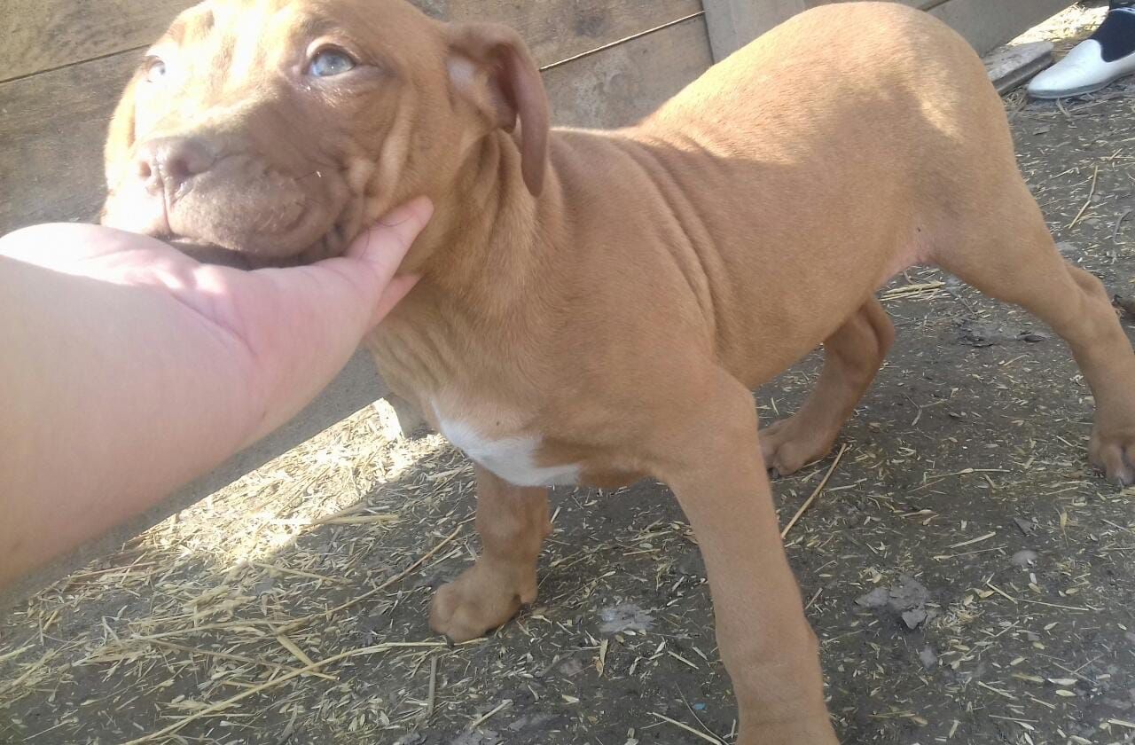 Photo of the dog