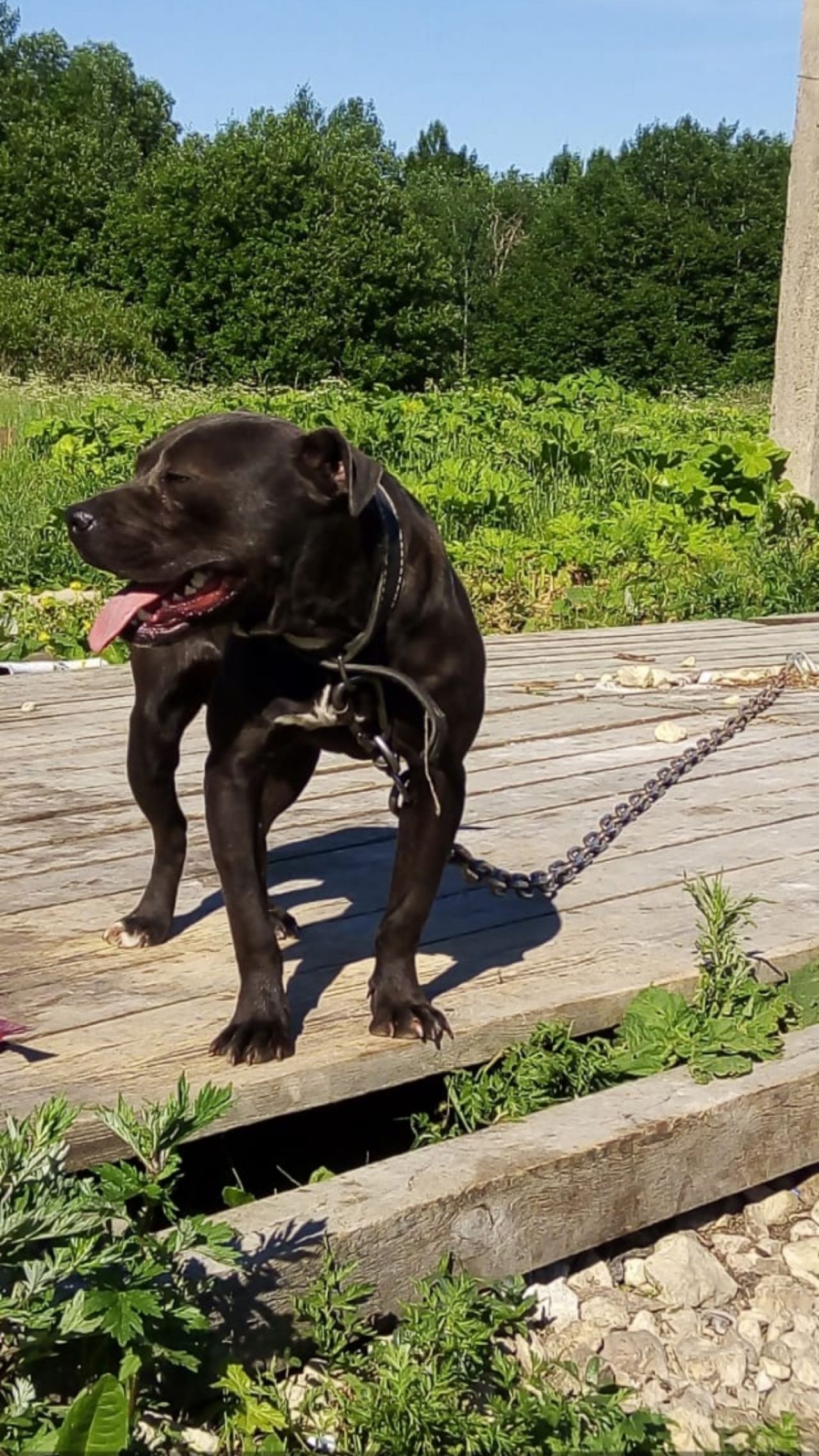 Photo of the dog