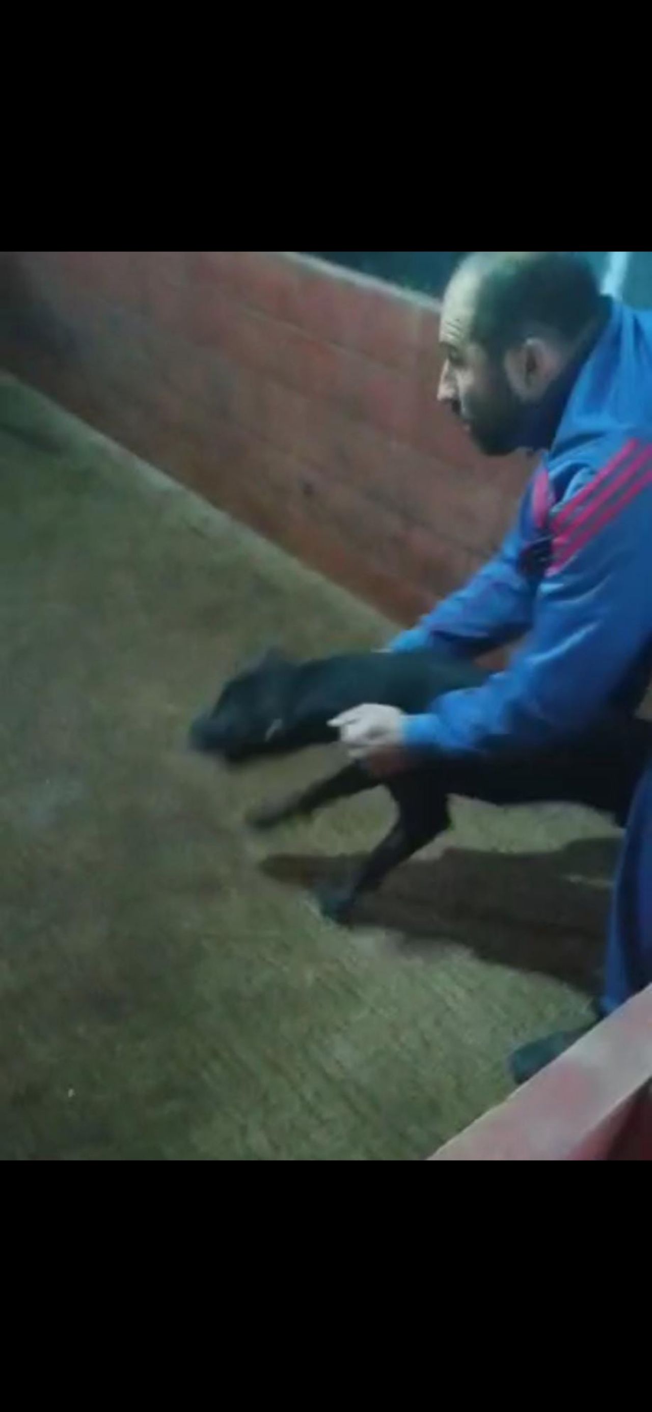 Photo of the dog