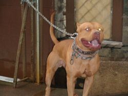 Photo of the dog