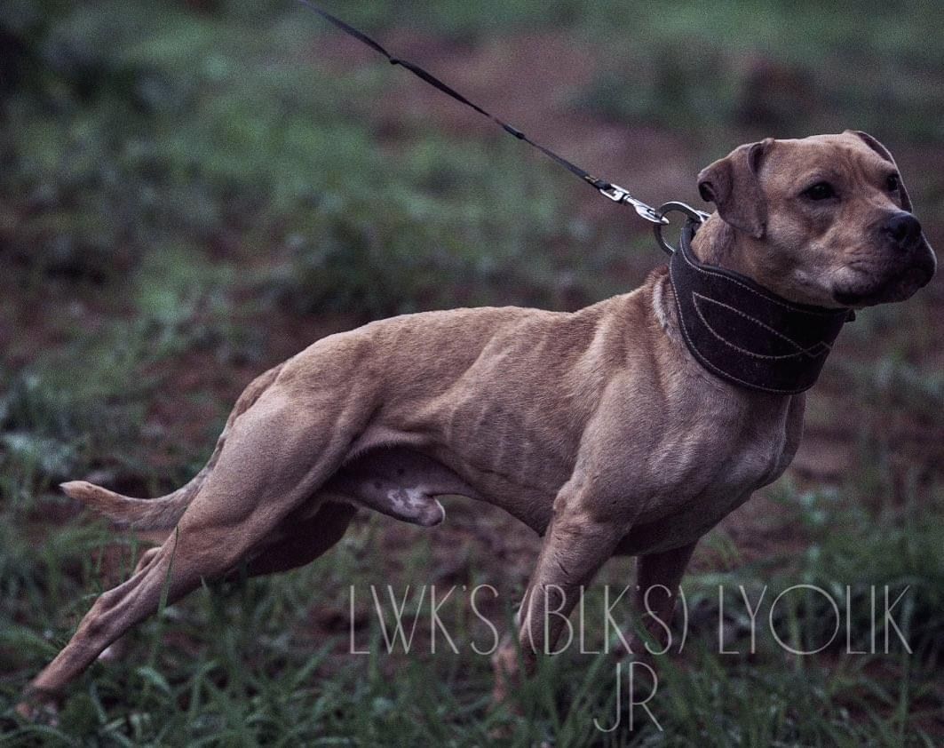 Photo of the dog