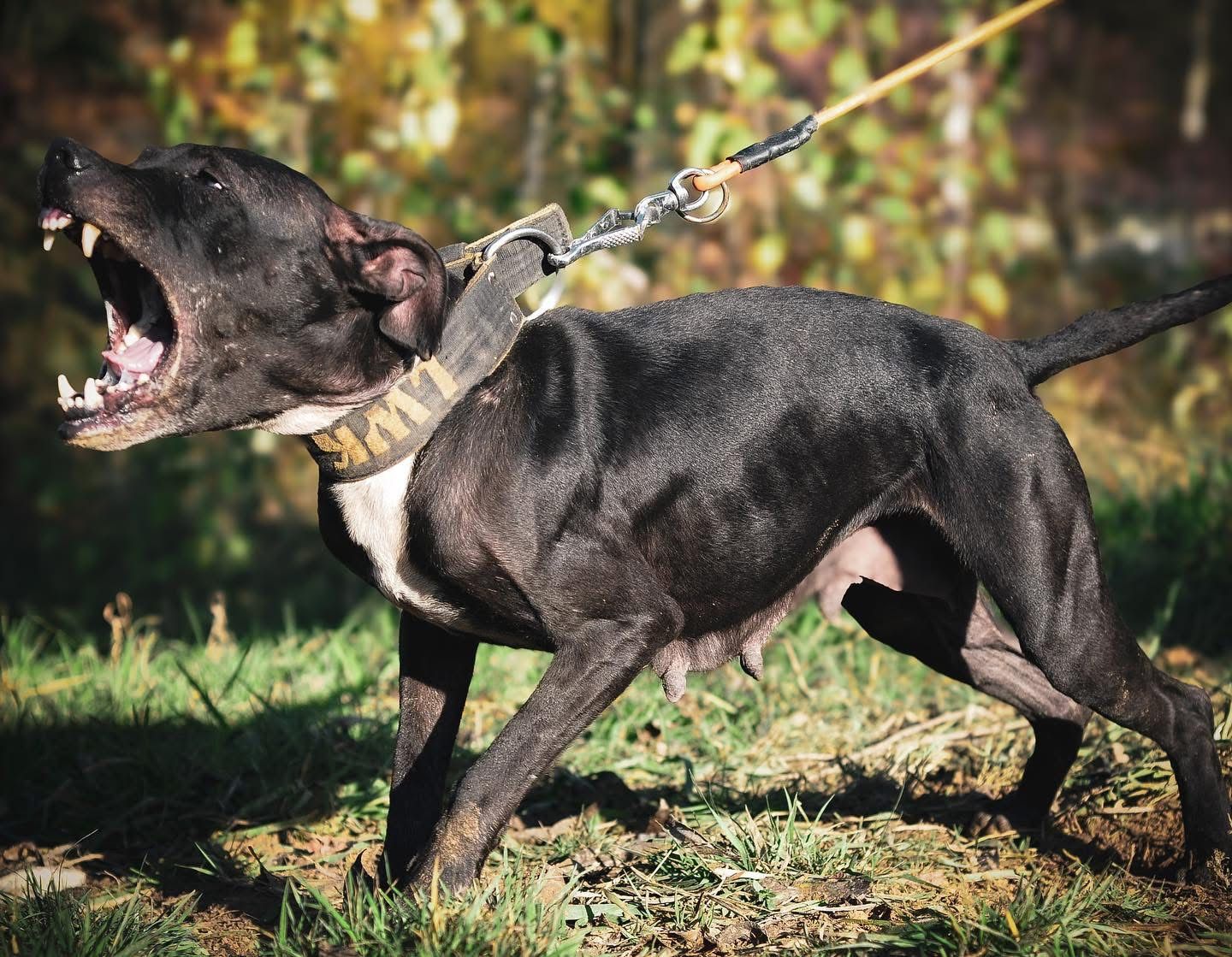Photo of the dog
